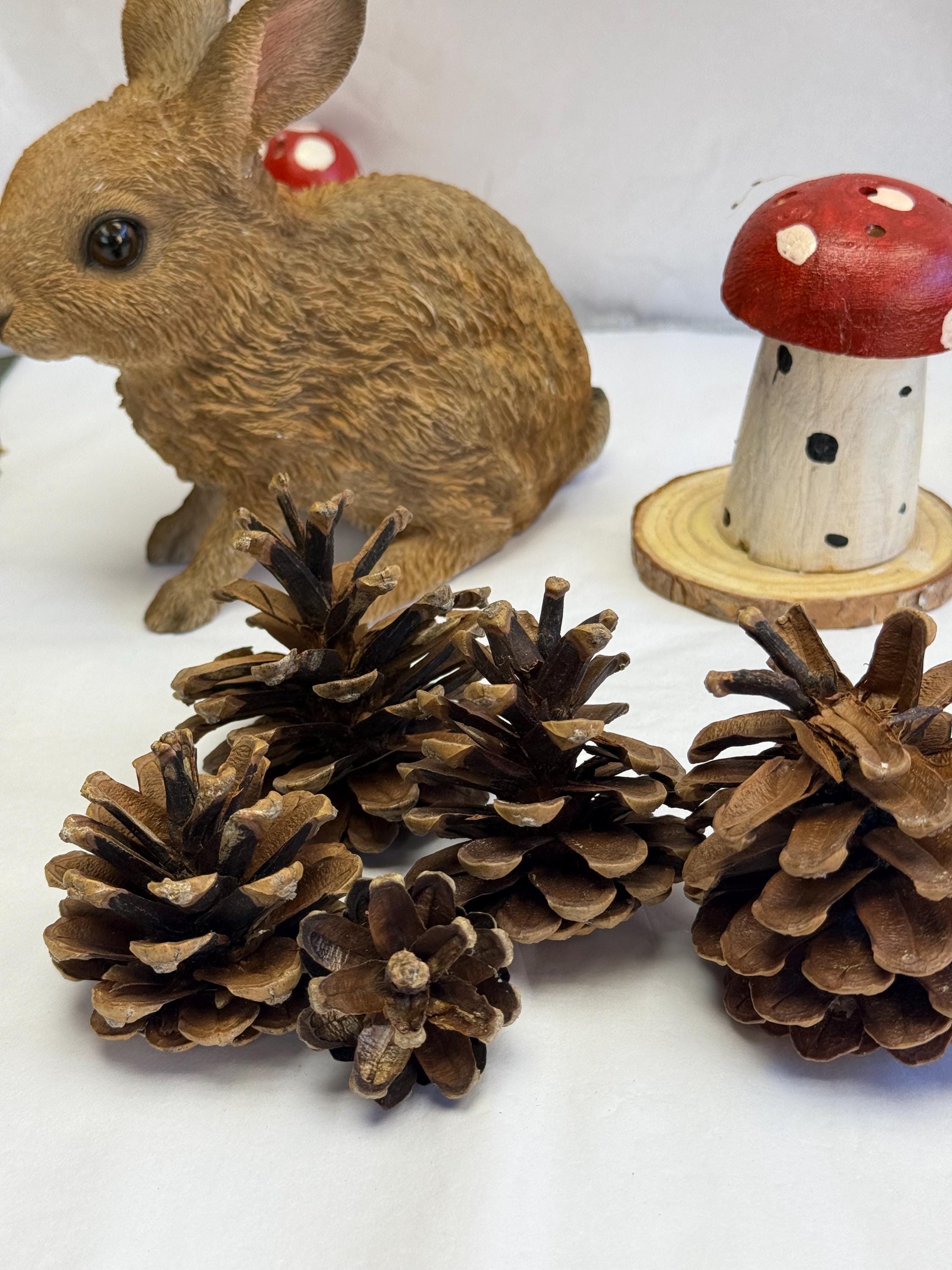 Natural Untreated Pine Cones Enrichment For Small Animals