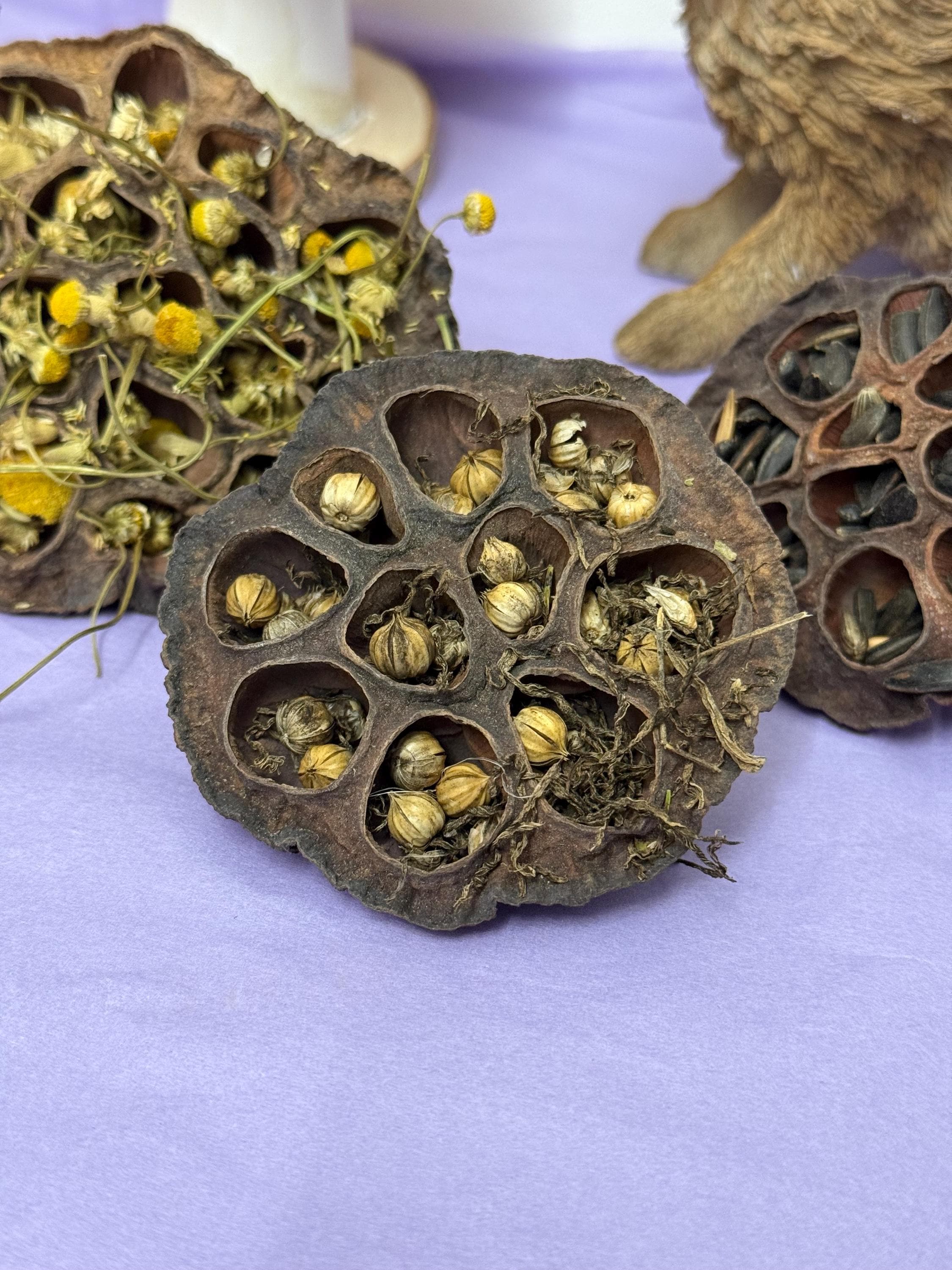 Stuffed Lotus Pods Enrichment For Hamsters & Gerbils