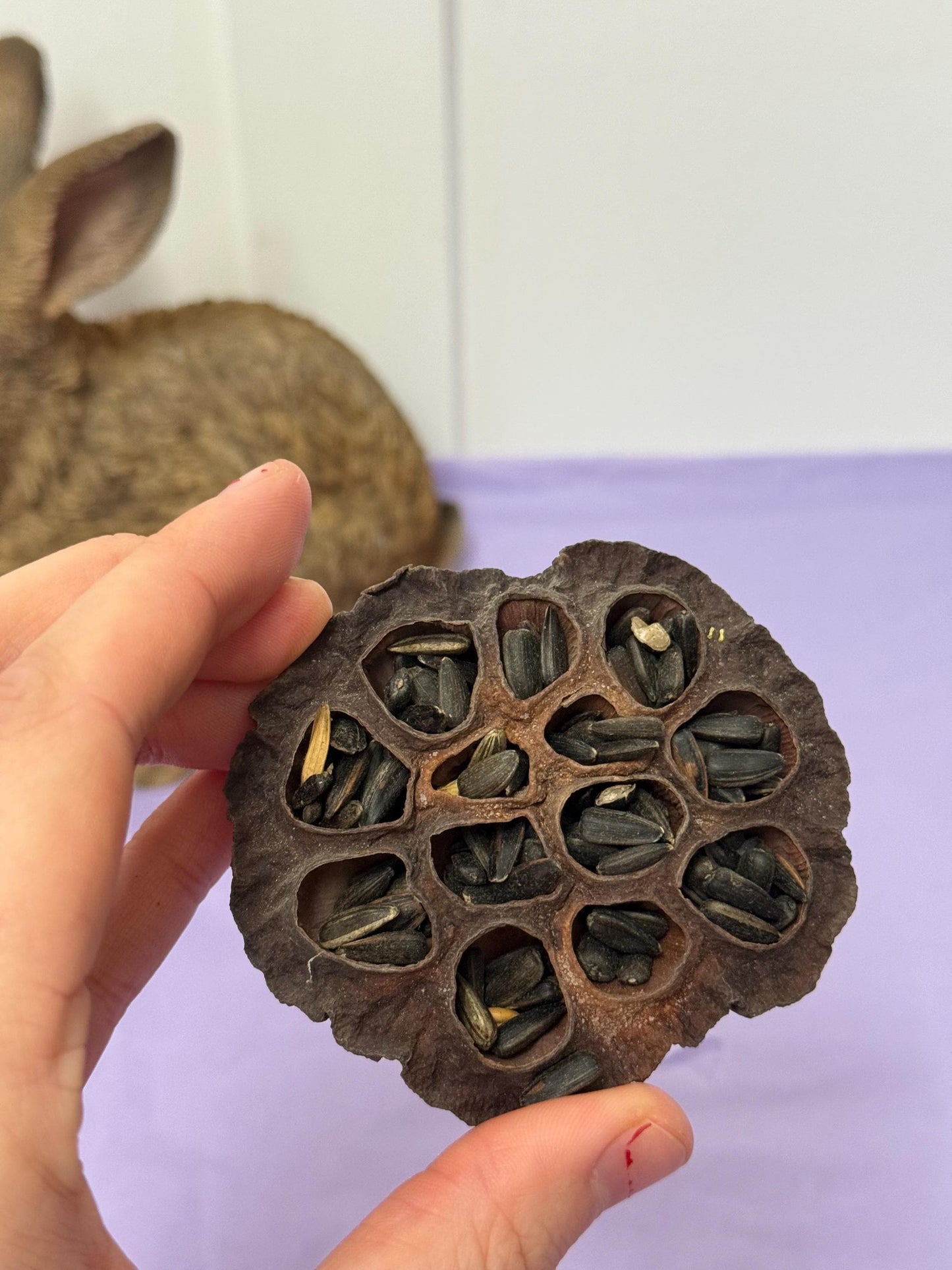 Stuffed Lotus Pods Enrichment For Hamsters & Gerbils