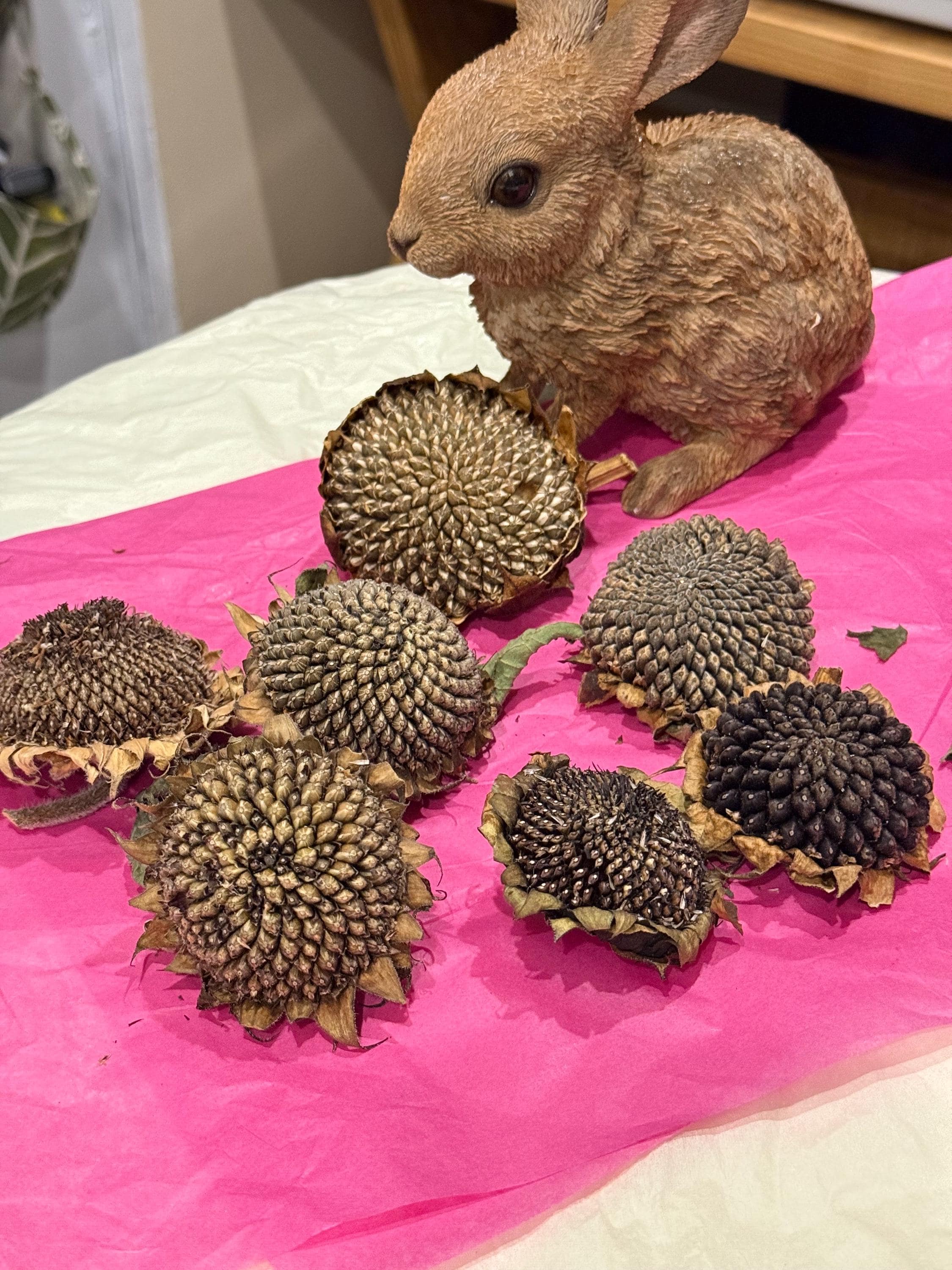 Organic Dried Sunflower Heads Treats For Small Animals, Hamster Forage