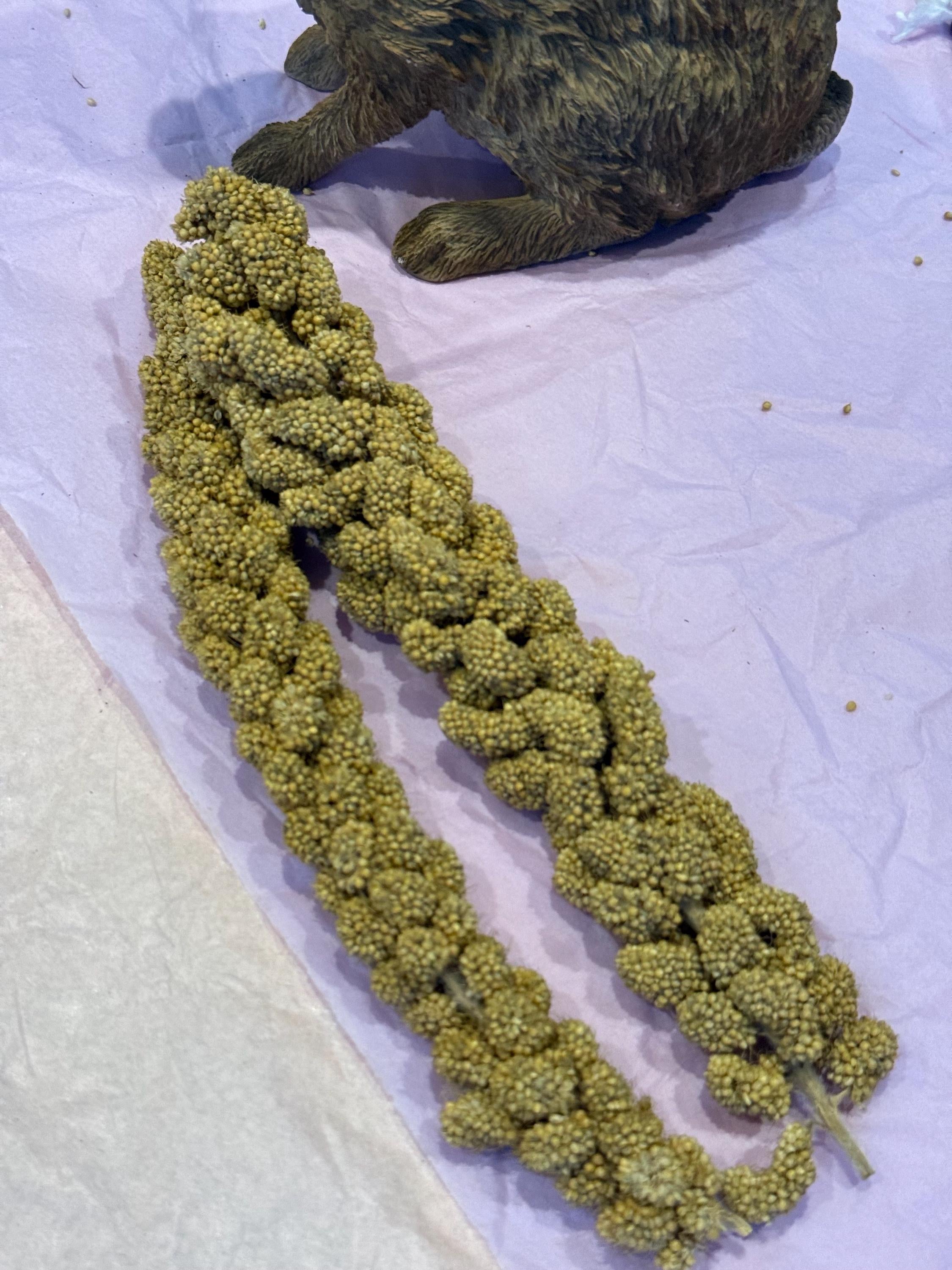 Millet Sprays Forage For Hamsters, Birds, Gerbils