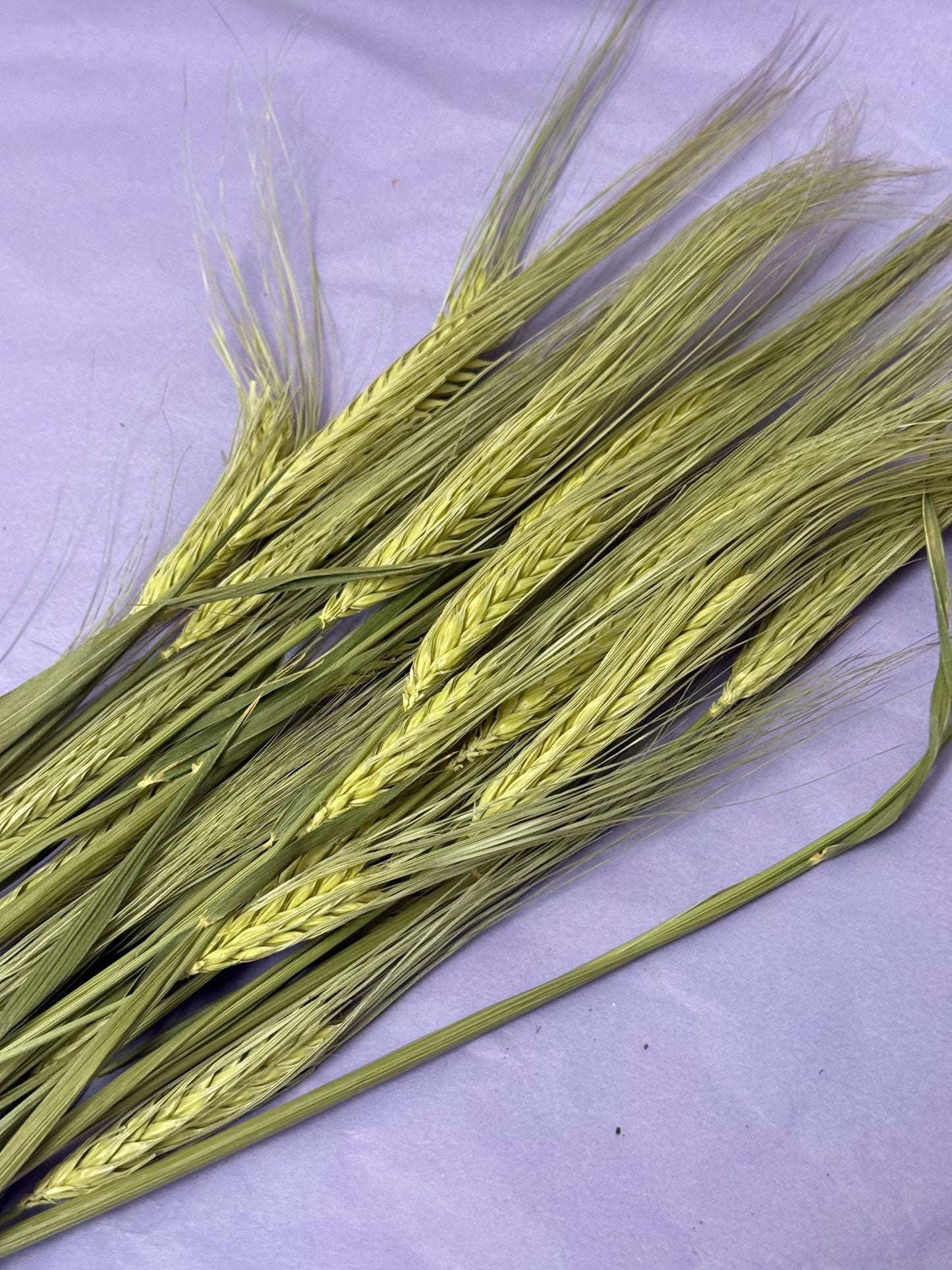 Natural Dried Barley Sprays For Small Animal Enrichment