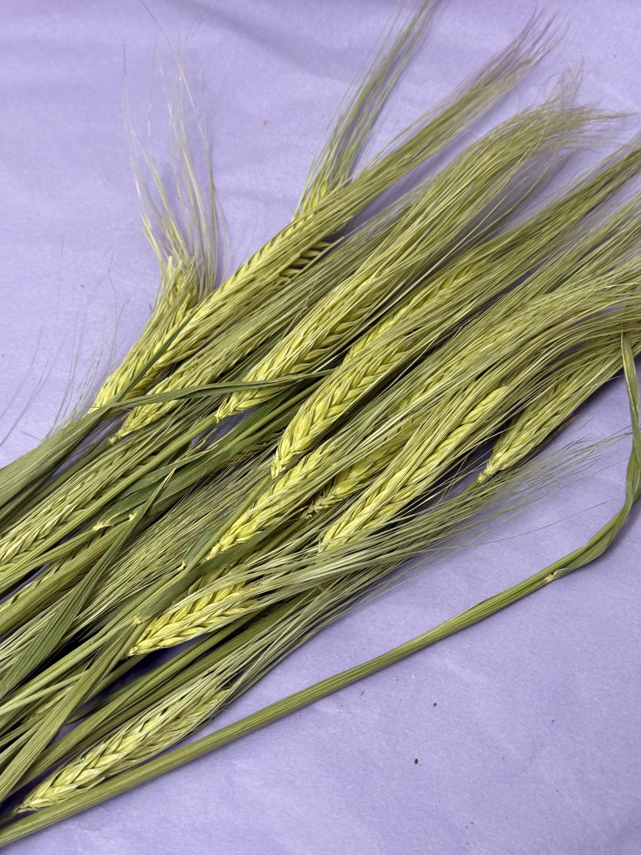 Natural Dried Barley Sprays For Small Animal Enrichment