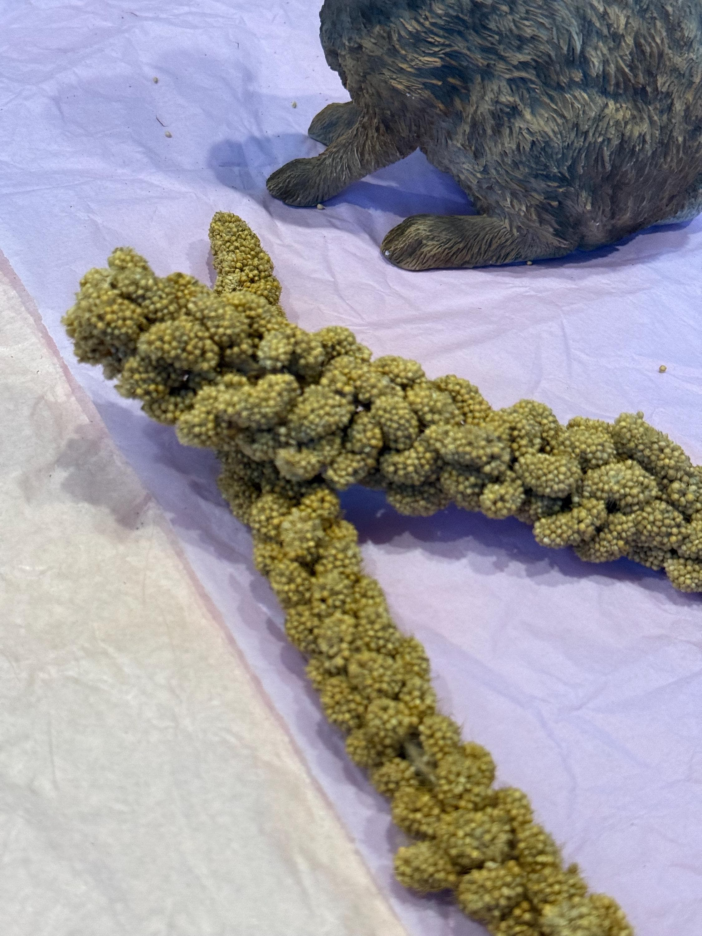 Millet Sprays Forage For Hamsters, Birds, Gerbils