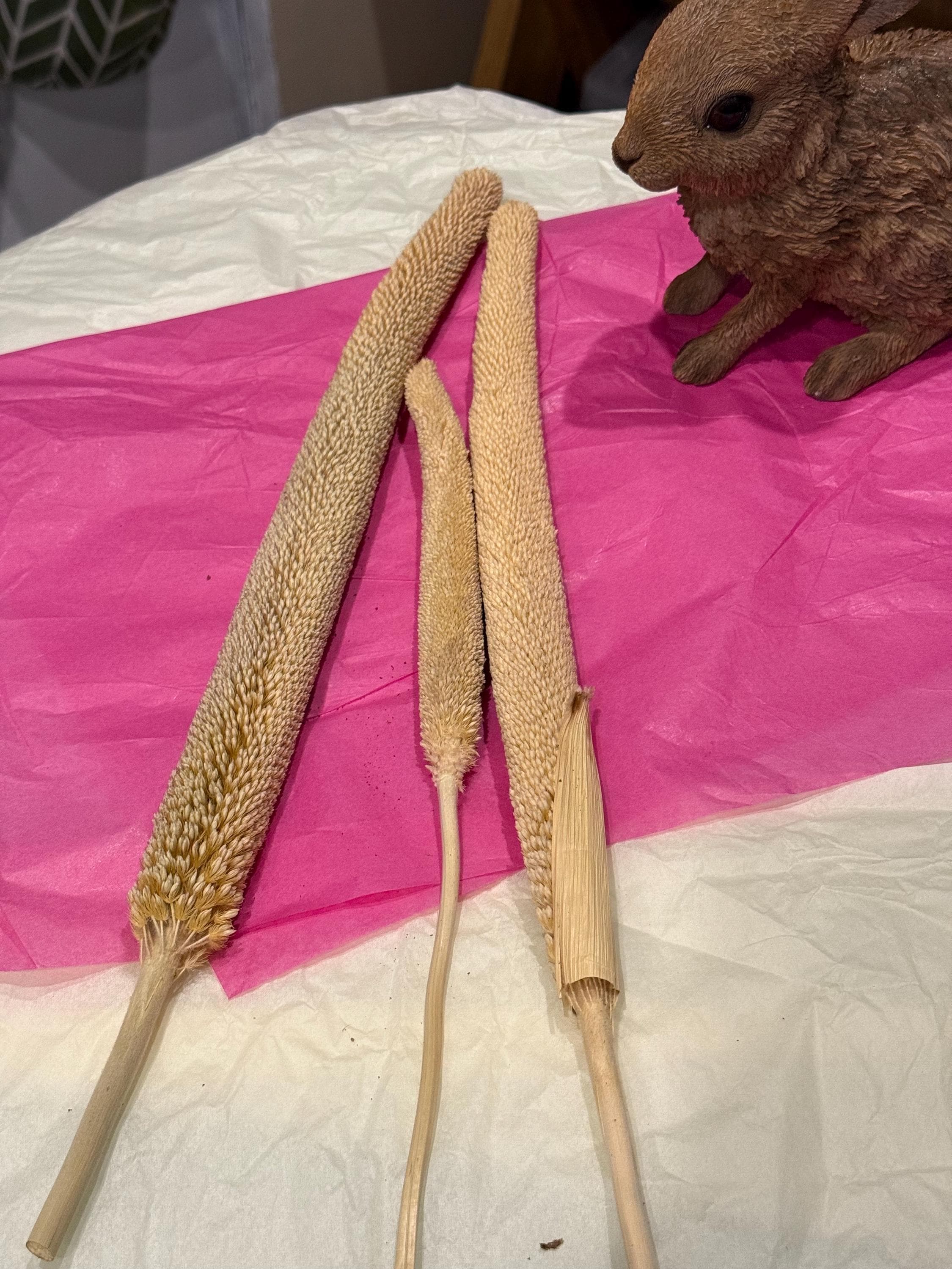 Pearl Millet Sprays For Small Animals