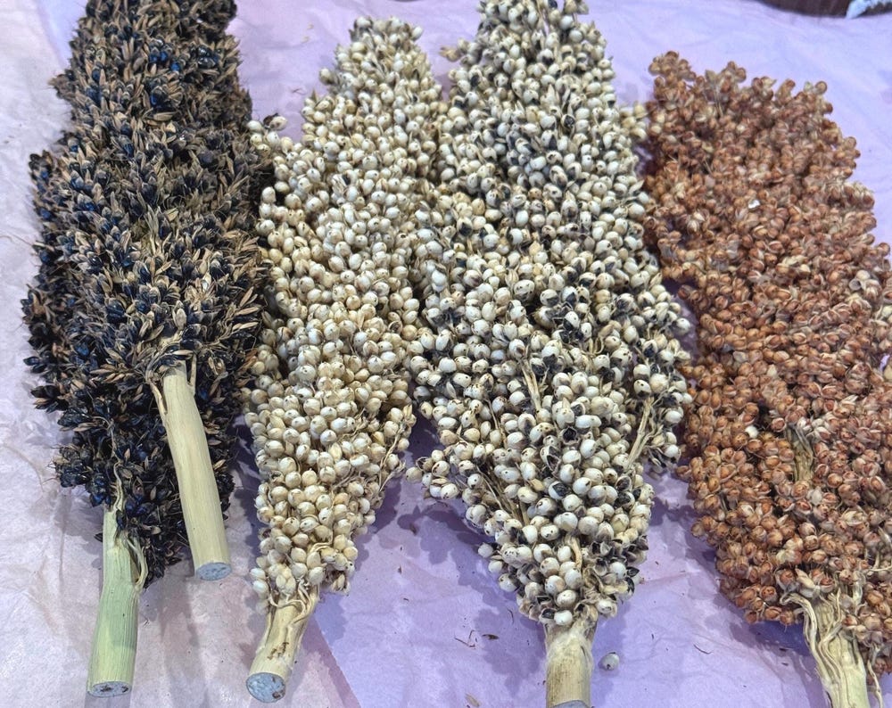 Natural Sorghum Sprays, Hamster Forage, Small Pet Treats