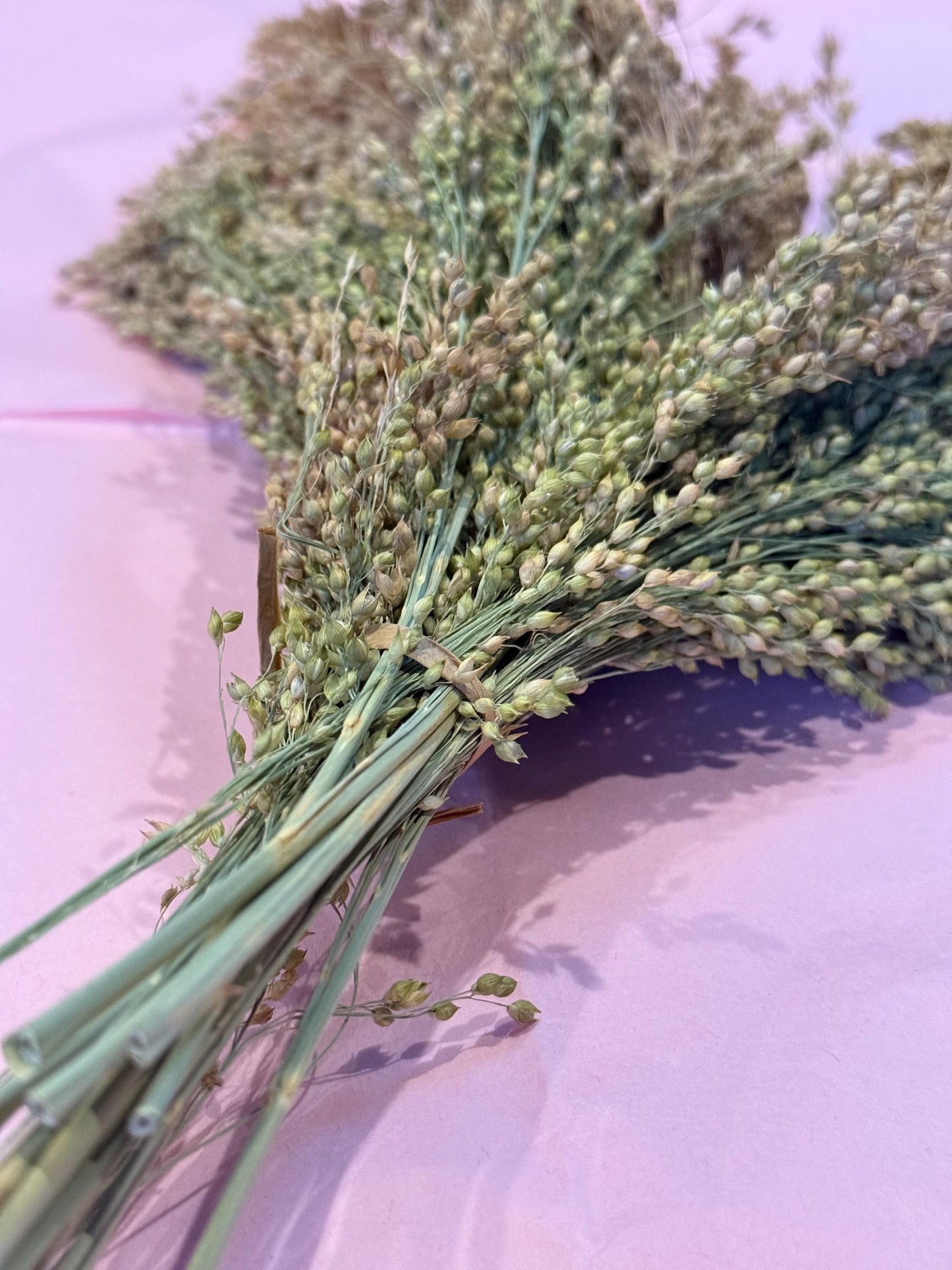Proso Millet Sprays Forage For Hamsters, Birds, Gerbils