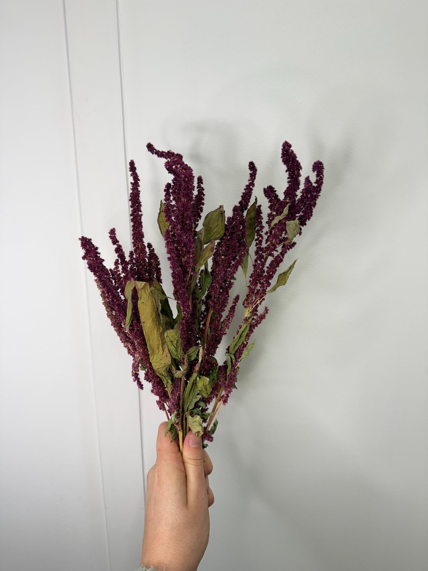Burgundy Amaranth Sprays For Small Animals