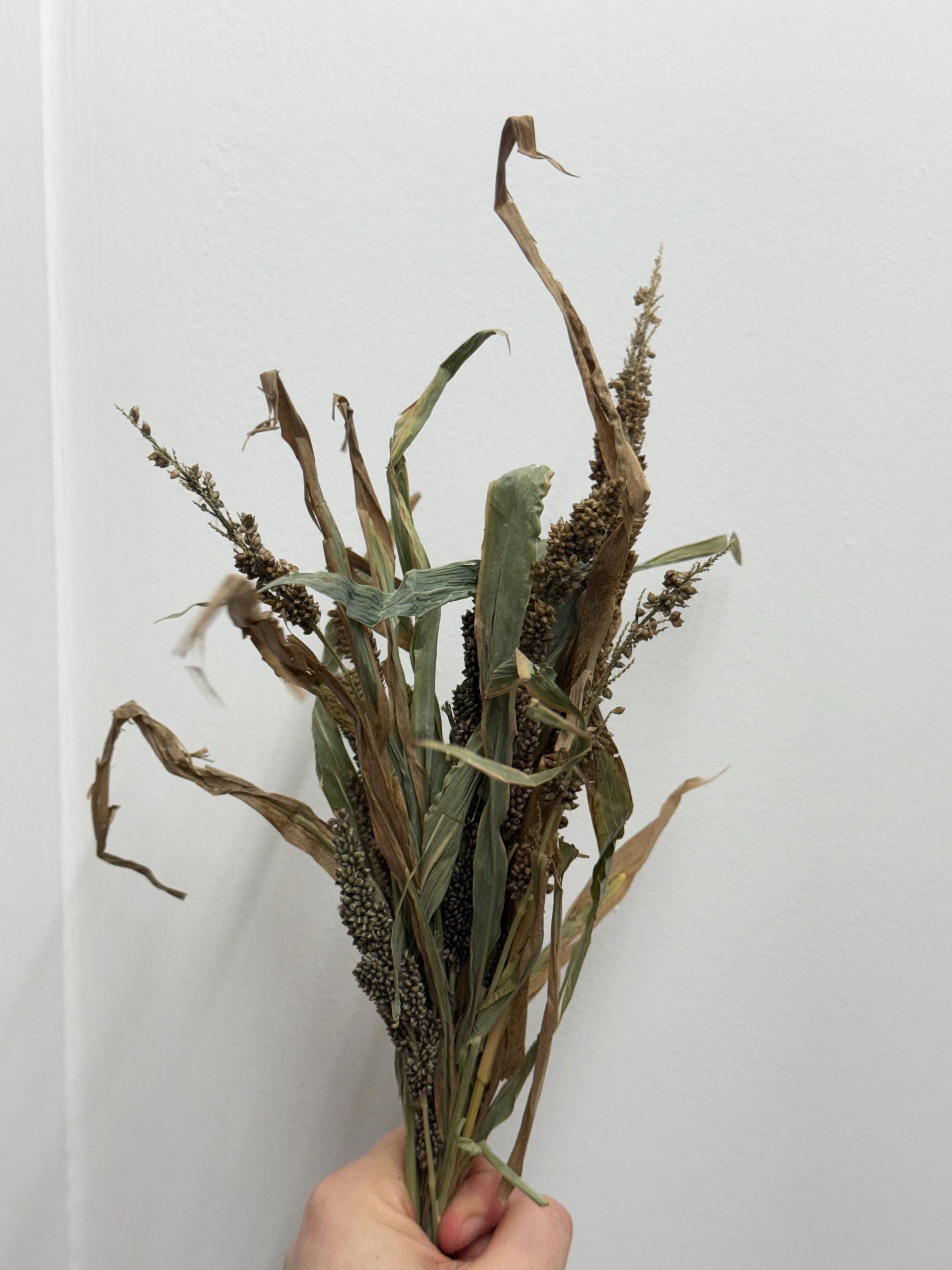 Japanese Millet Sprays Forage For Hamsters, Birds, Gerbils