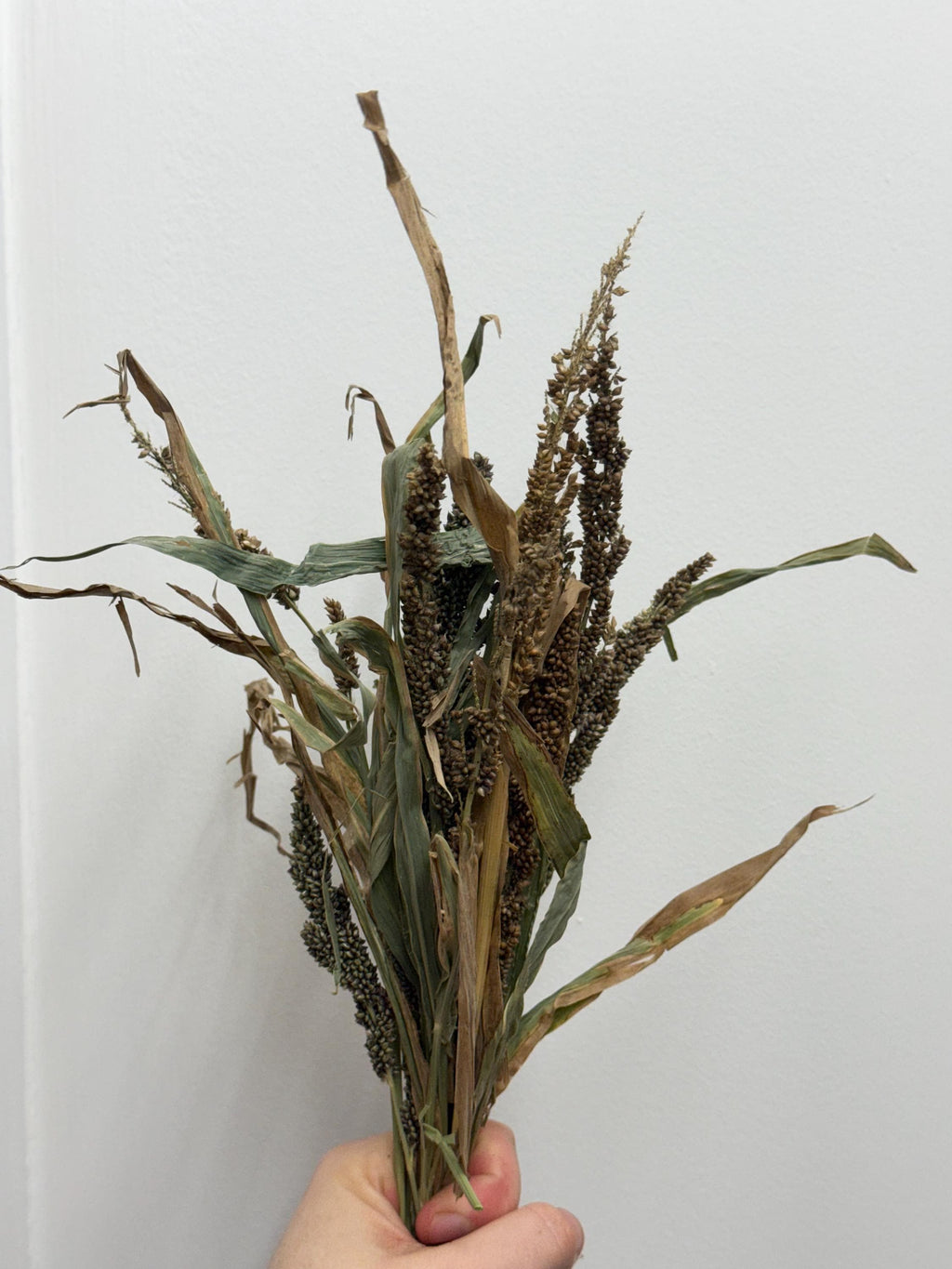 Japanese Millet Sprays Forage For Hamsters, Birds, Gerbils