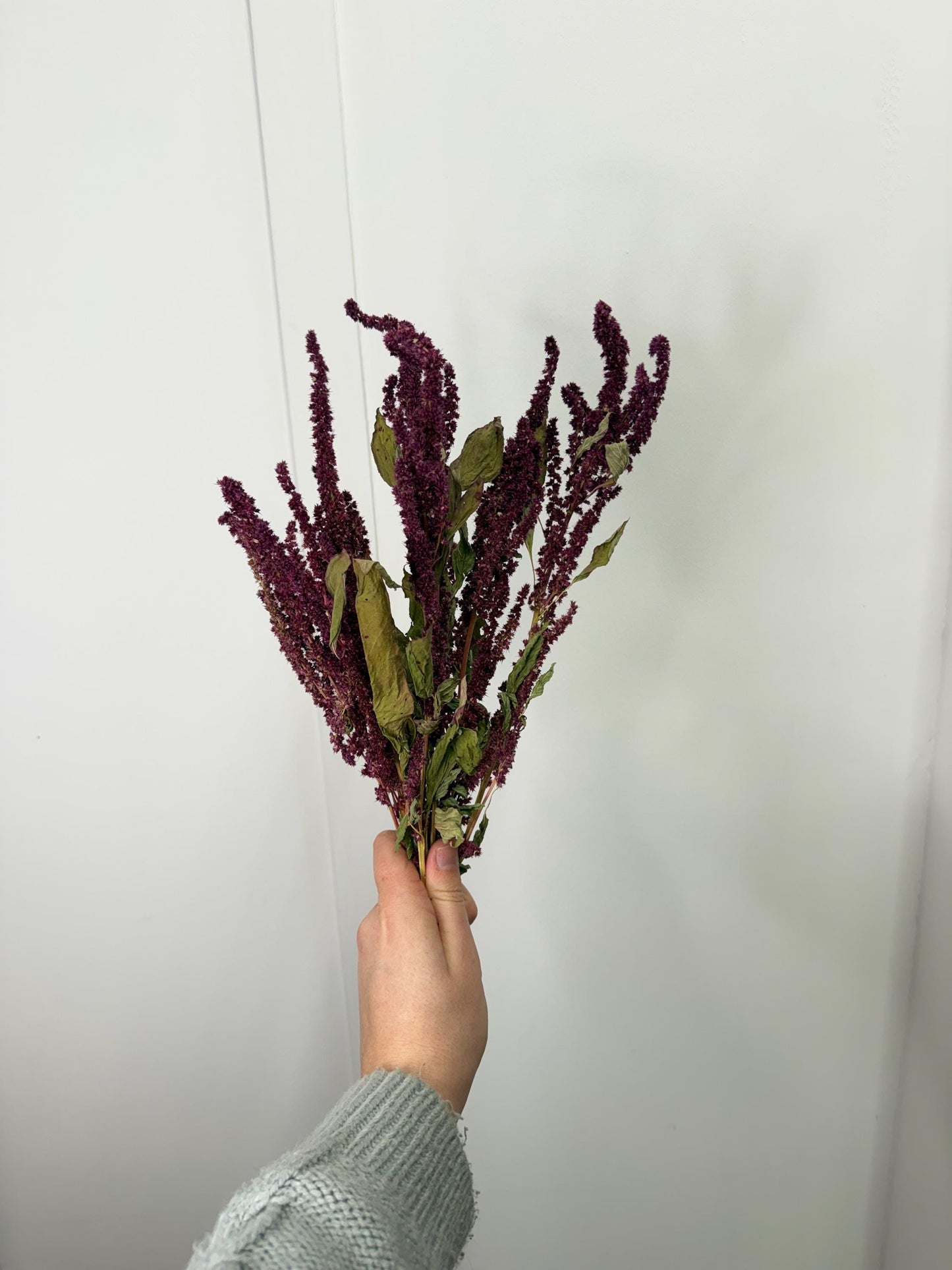 Burgundy Amaranth Sprays For Small Animals