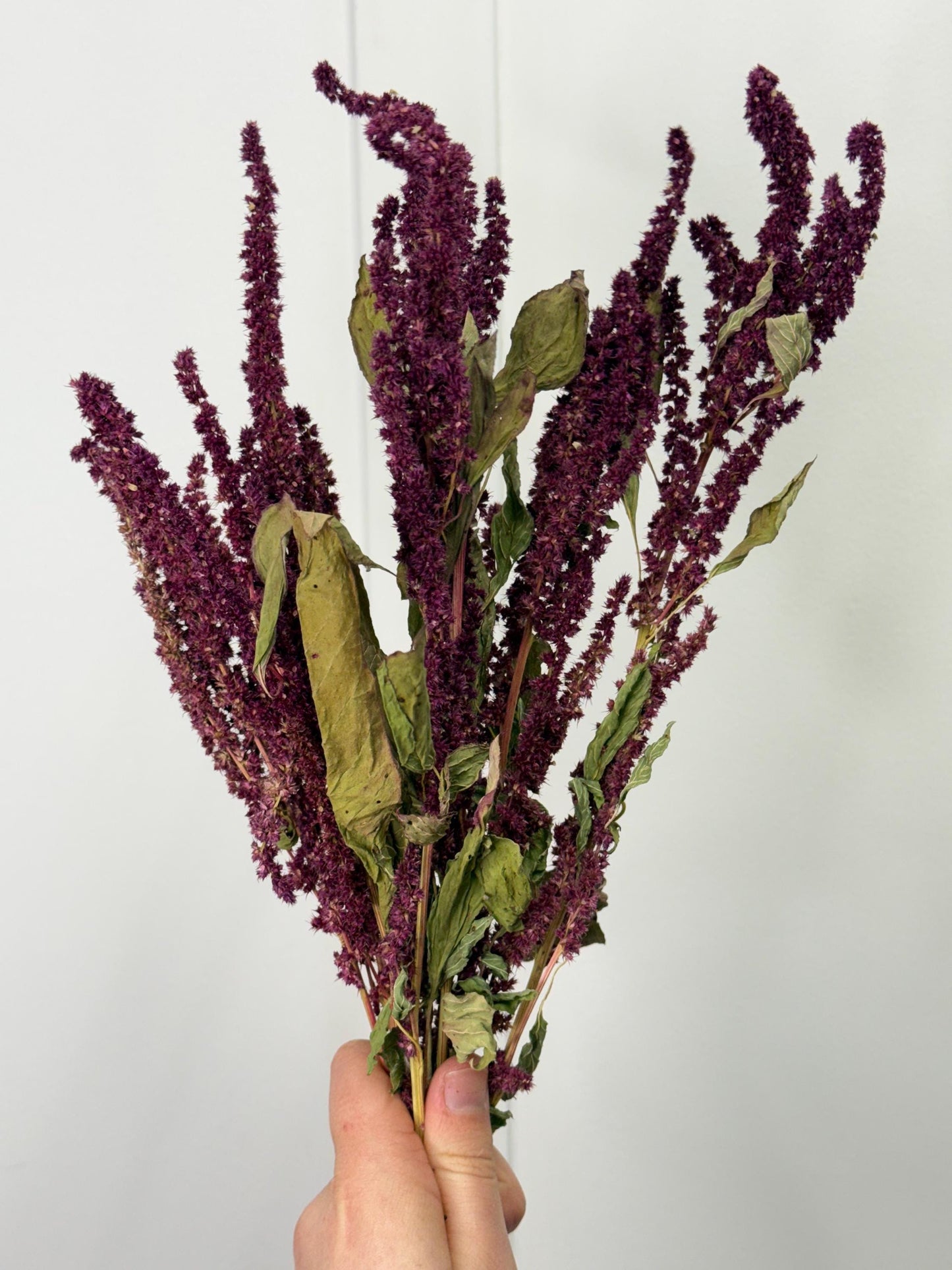 Burgundy Amaranth Sprays For Small Animals