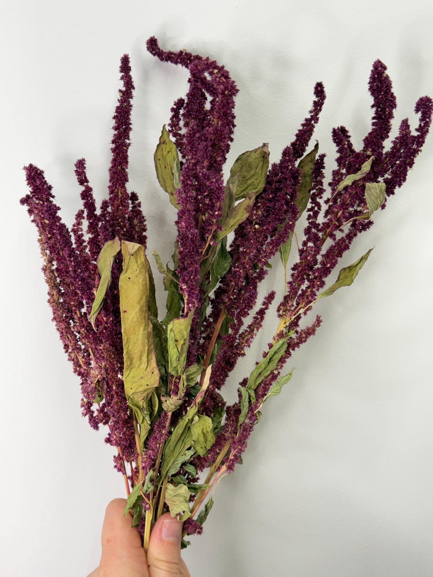 Burgundy Amaranth Sprays For Small Animals