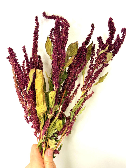Burgundy Amaranth Sprays For Small Animals