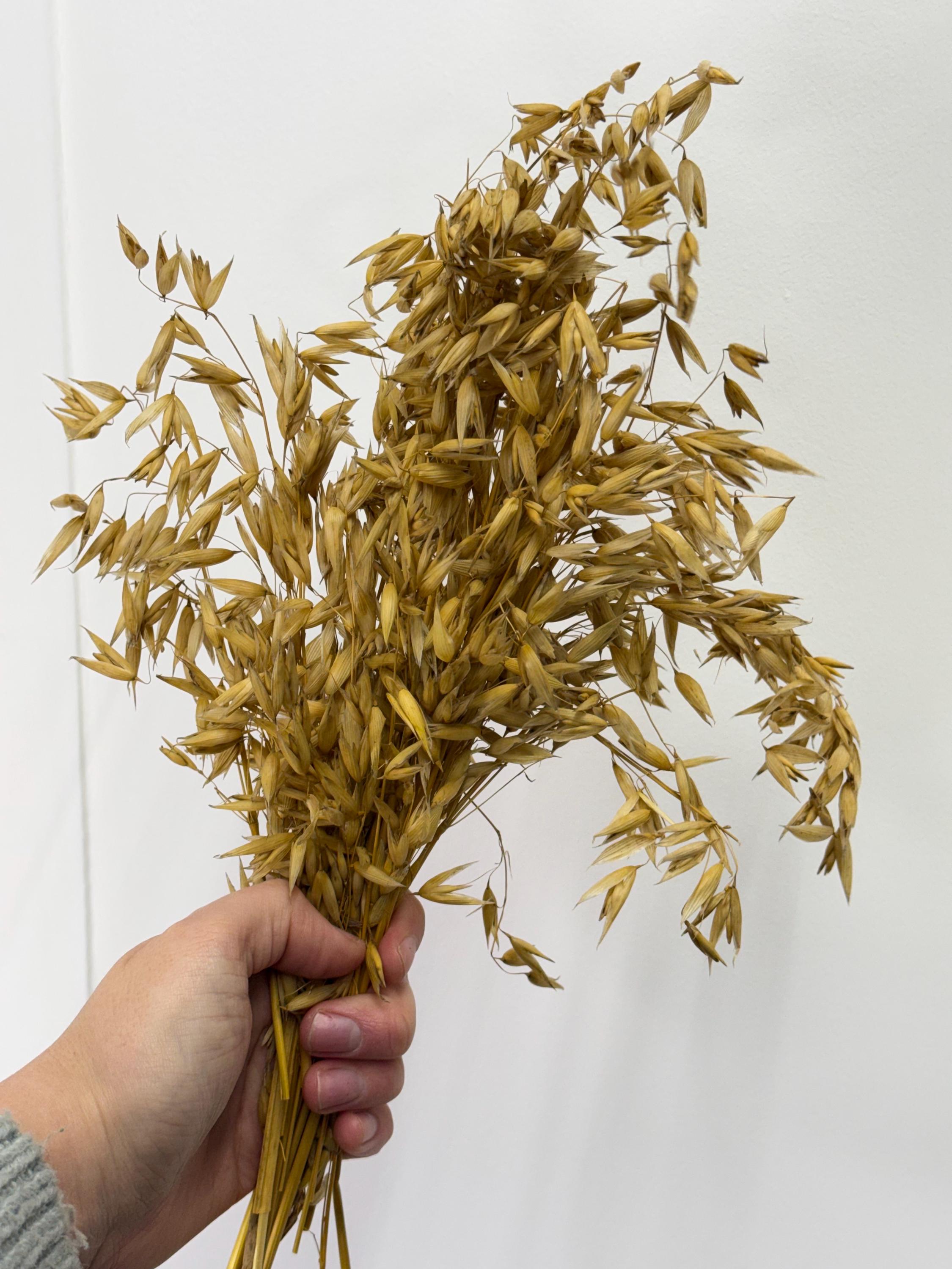 Natural Dried Oat Sprays For Small Animal Enrichment