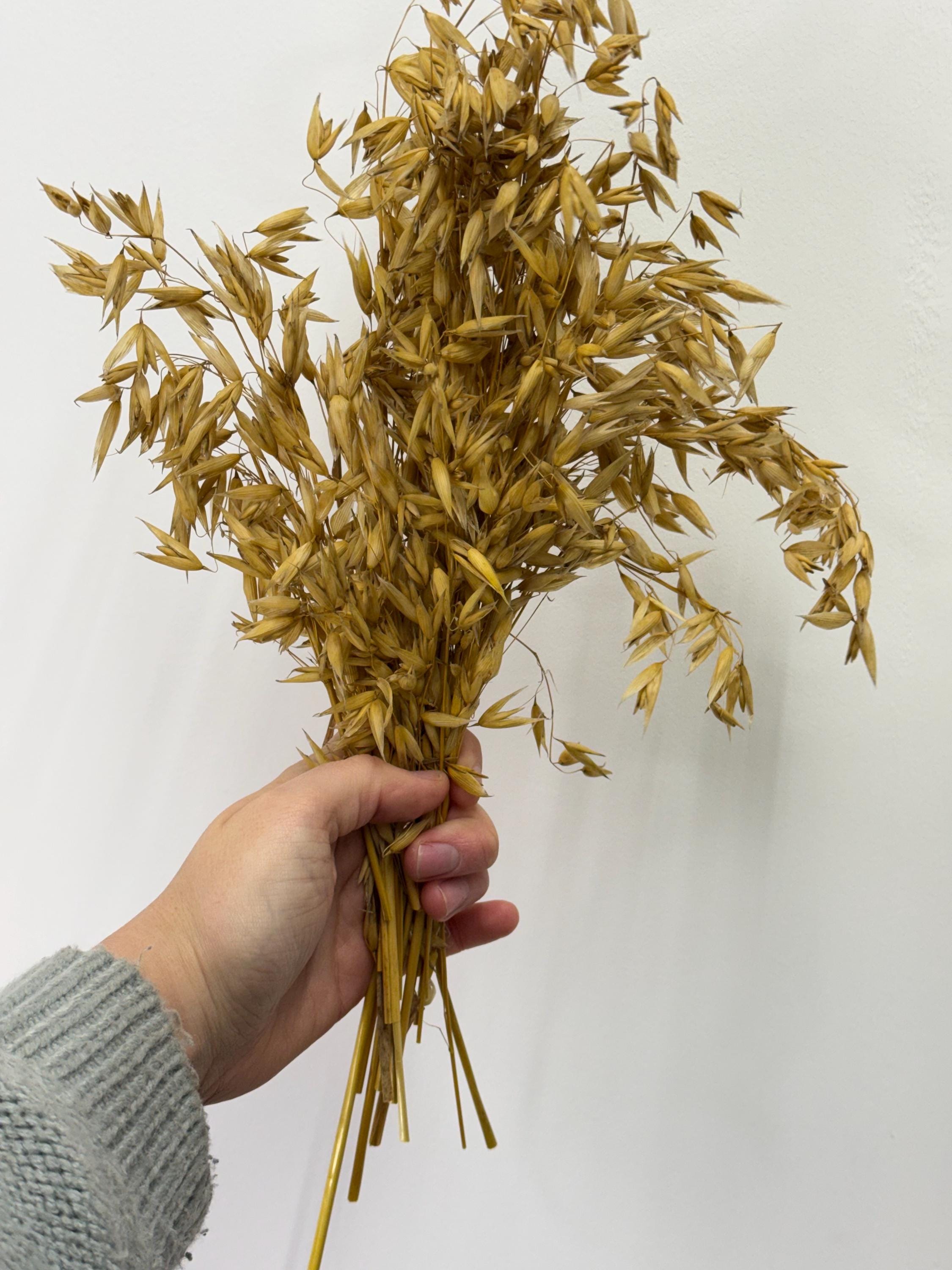 Natural Dried Oat Sprays For Small Animal Enrichment