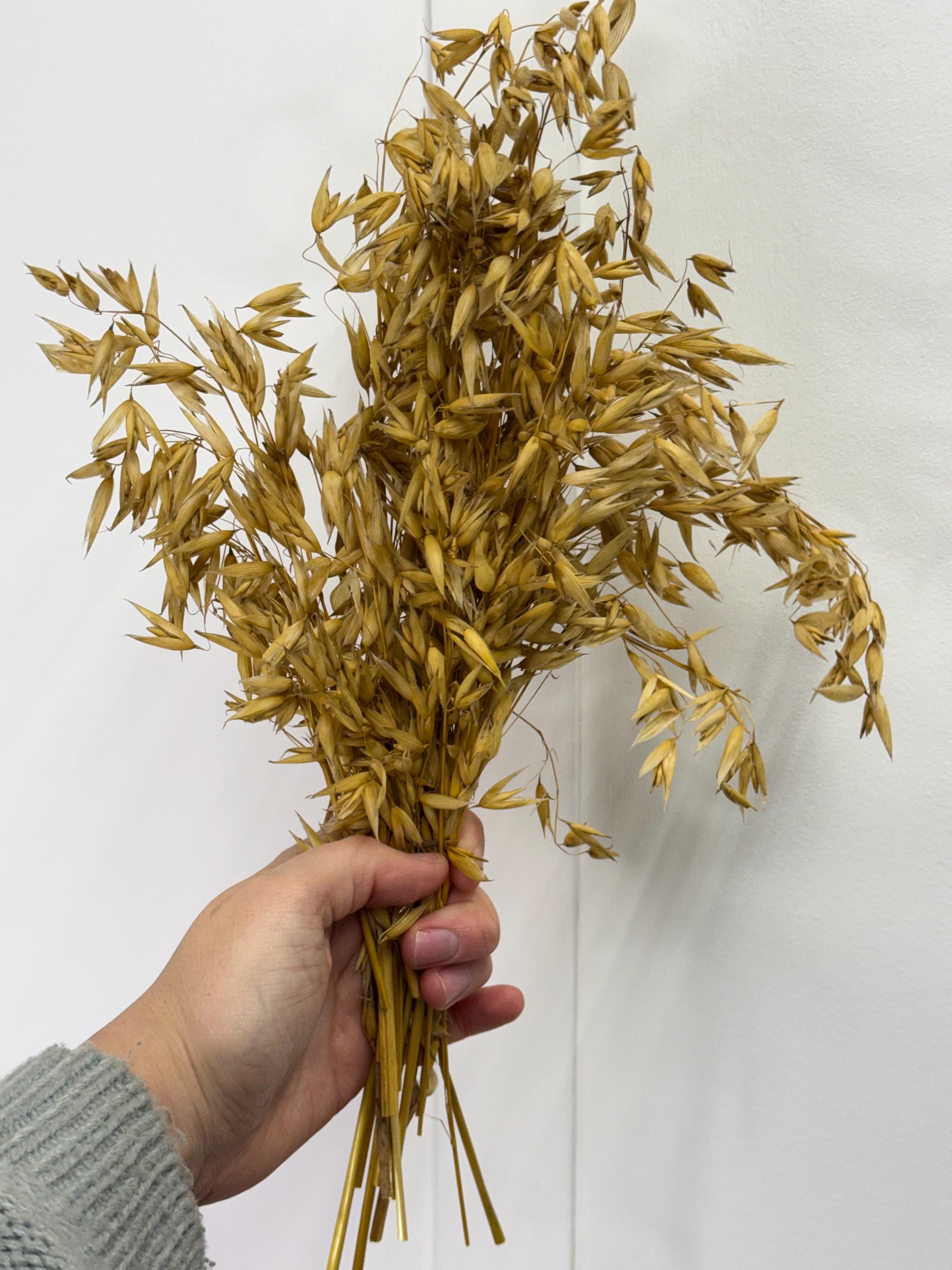 Natural Dried Oat Sprays For Small Animal Enrichment