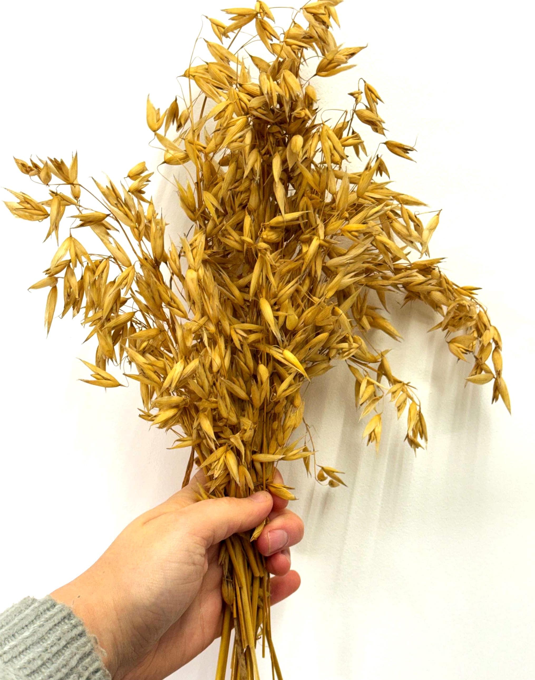 Natural Dried Oat Sprays For Small Animal Enrichment