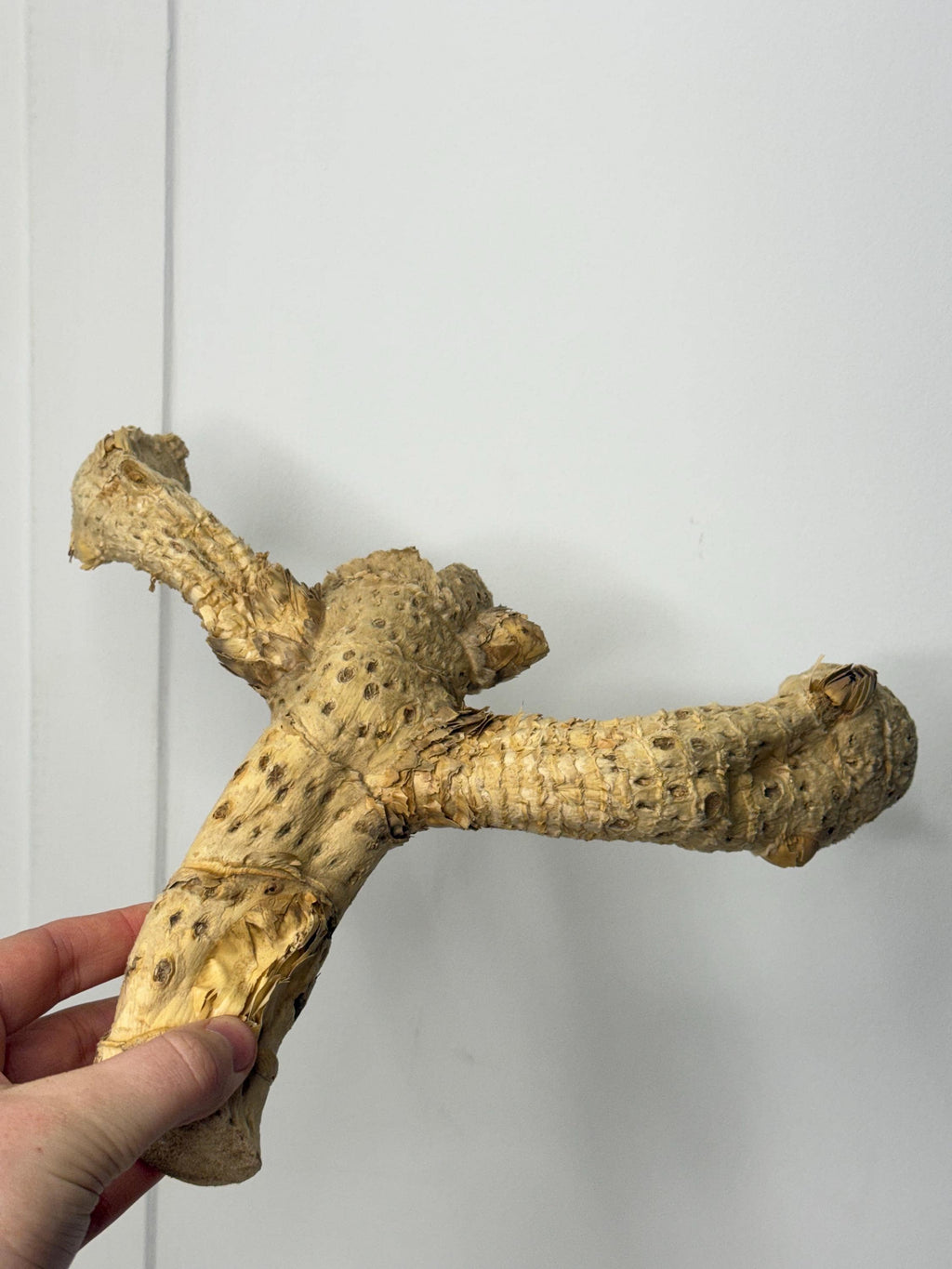 Bamboo Root For Hamster Cages, Reptile Tank Decor