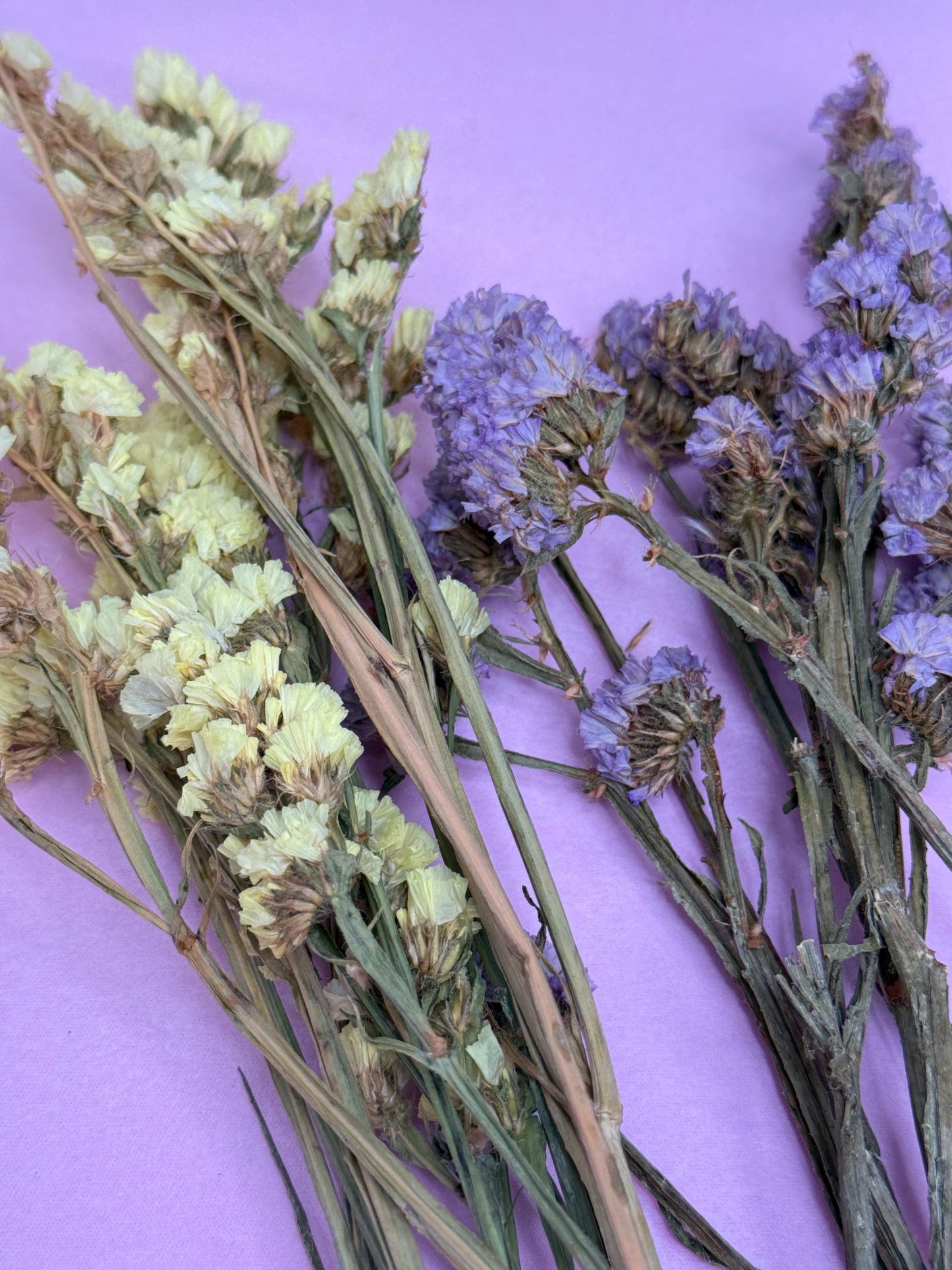 Dried Statice Flowers For Small Animals, Hamster Forage bunch of 10g