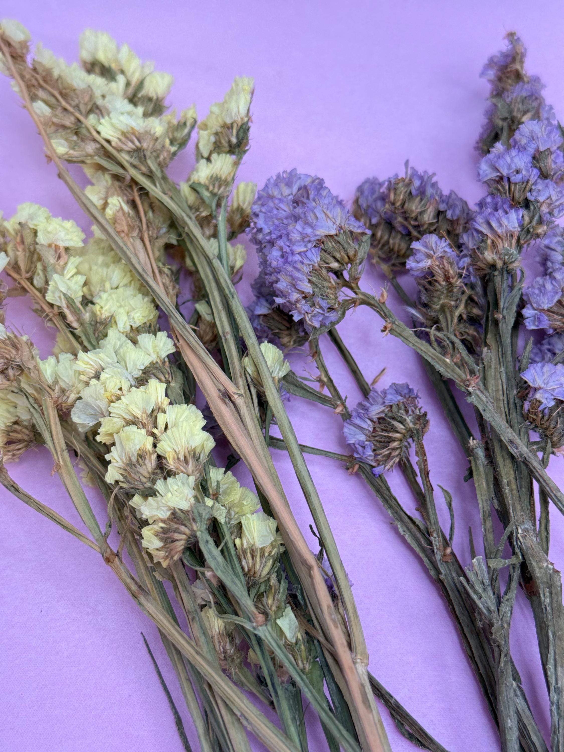 Dried Staice Flowers For Small Animals, Hamster Forage