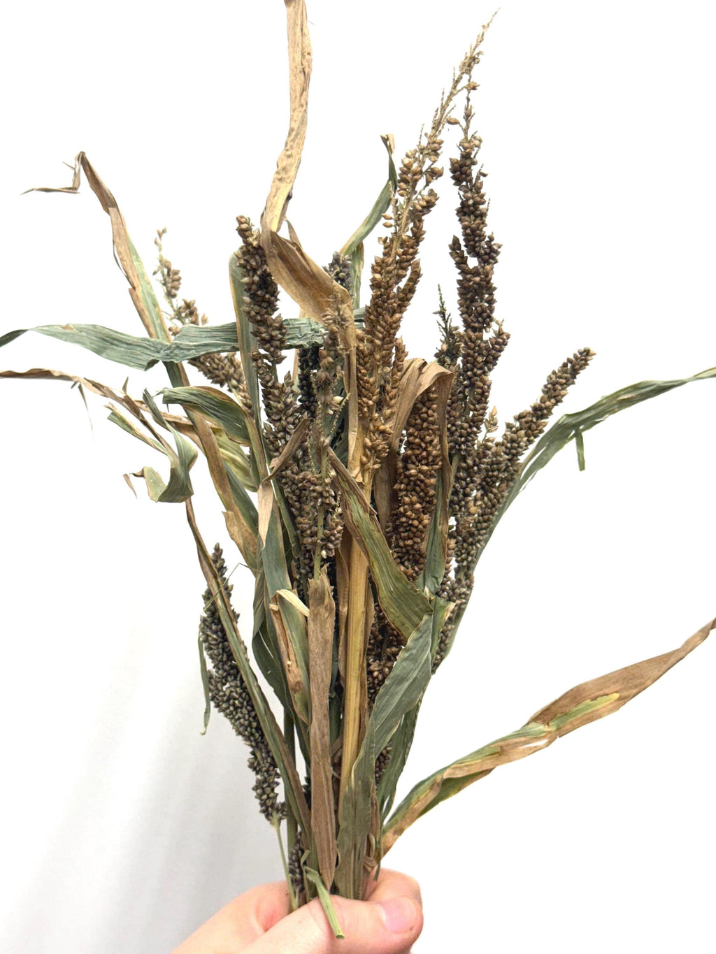 Japanese Millet Sprays Forage For Hamsters, Birds, Gerbils