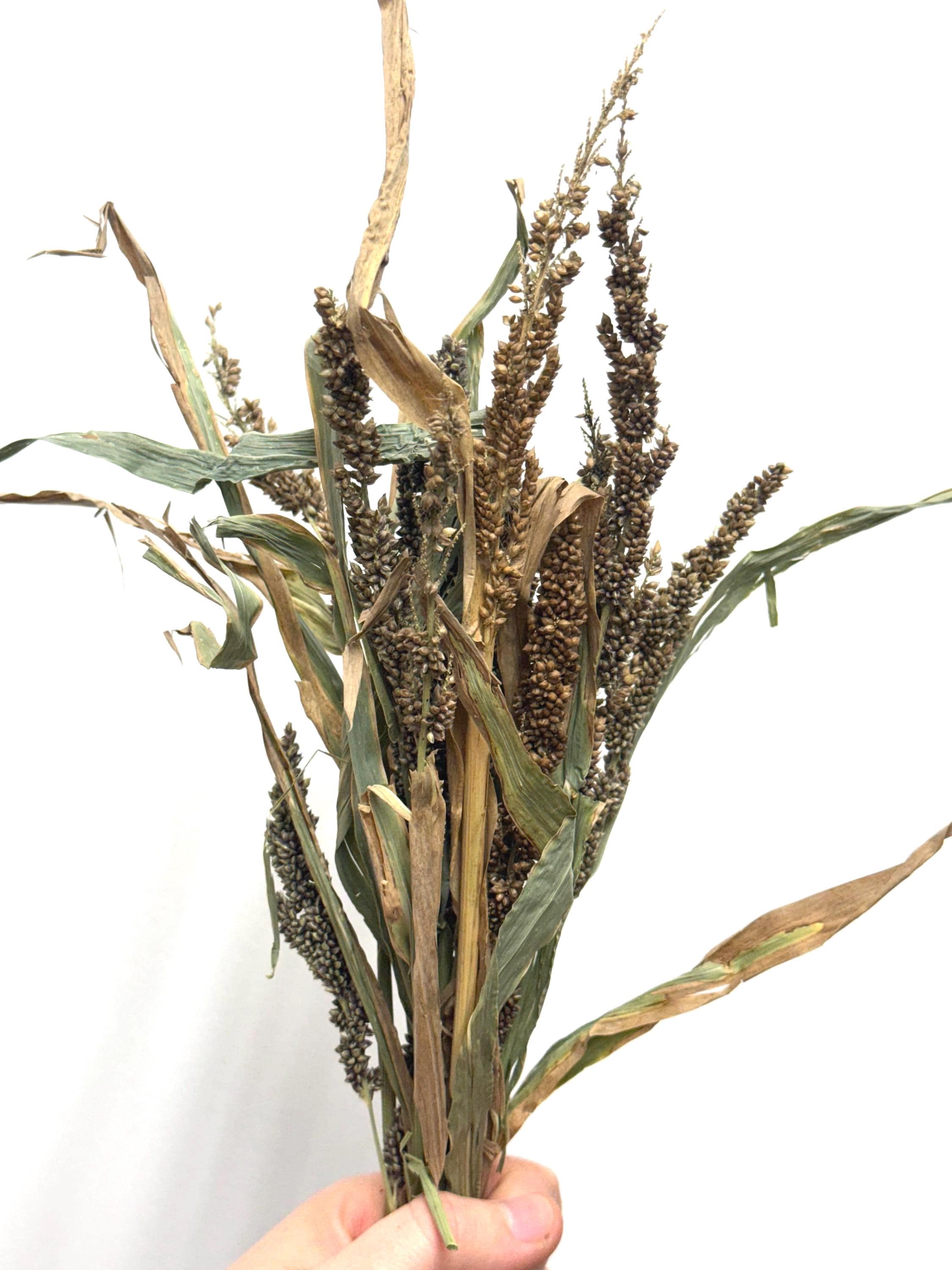 Japanese Millet Sprays Forage For Hamsters, Birds, Gerbils