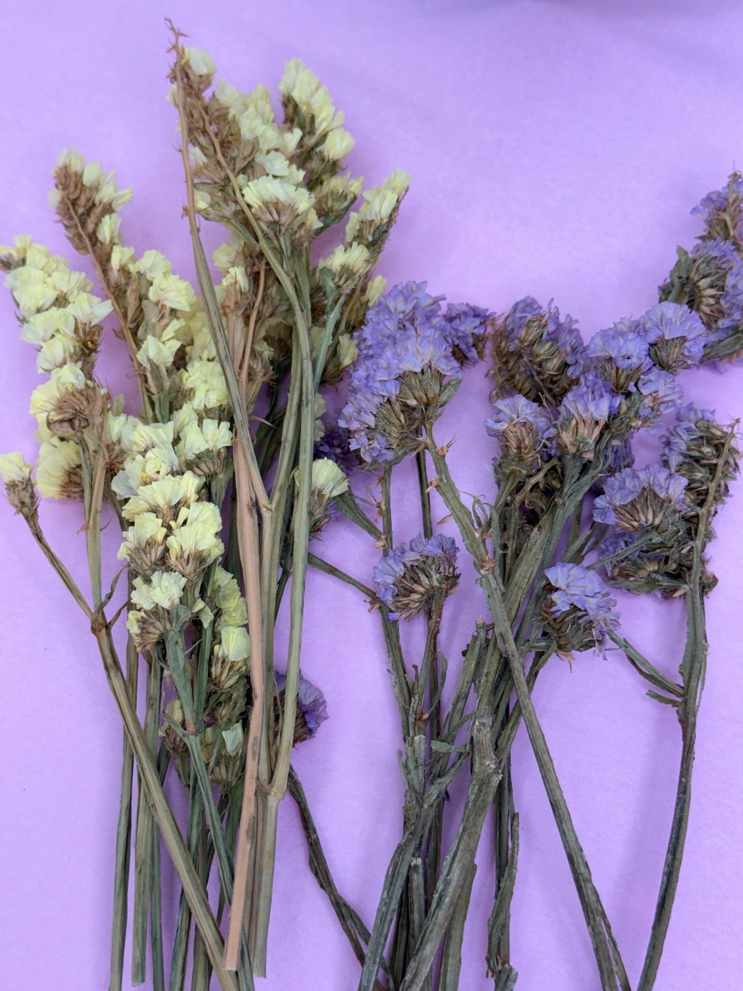 Dried Statice Flowers For Small Animals, Hamster Forage bunch of 10g