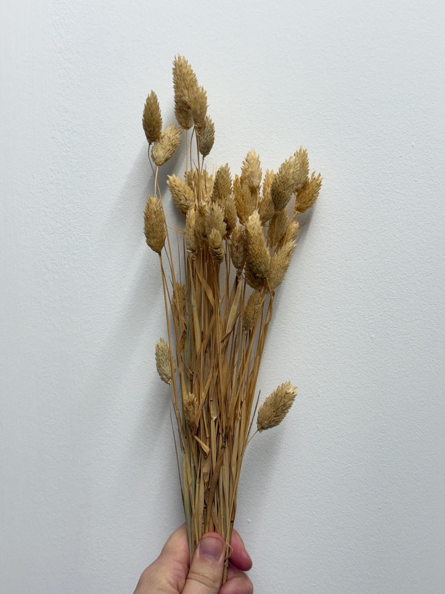Organic Canary Grass Sprays For Hamsters