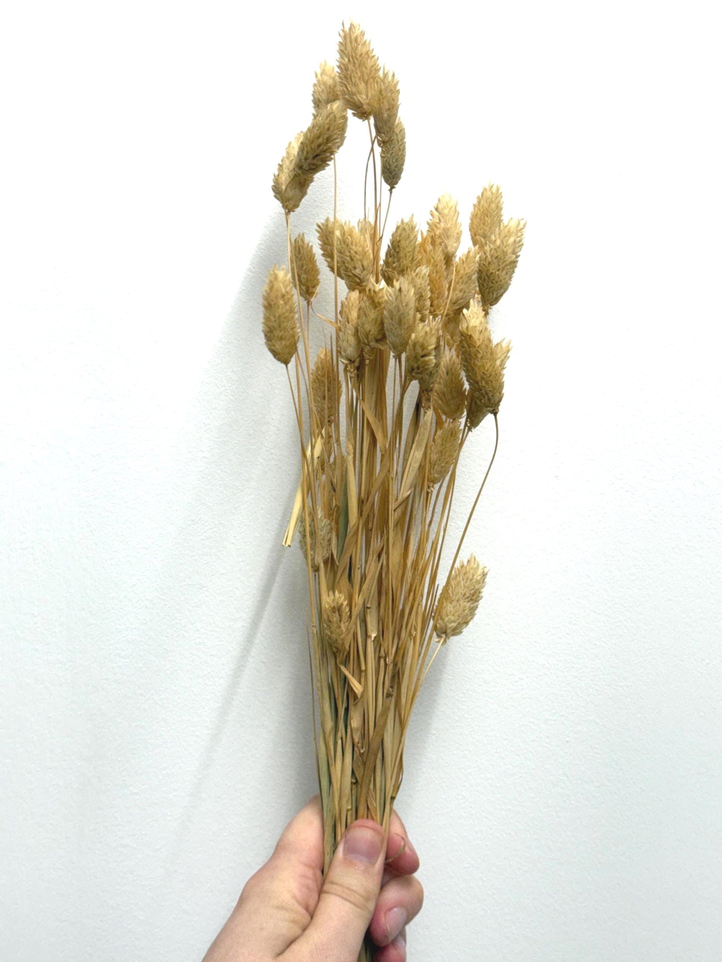 Organic Canary Grass Sprays For Hamsters