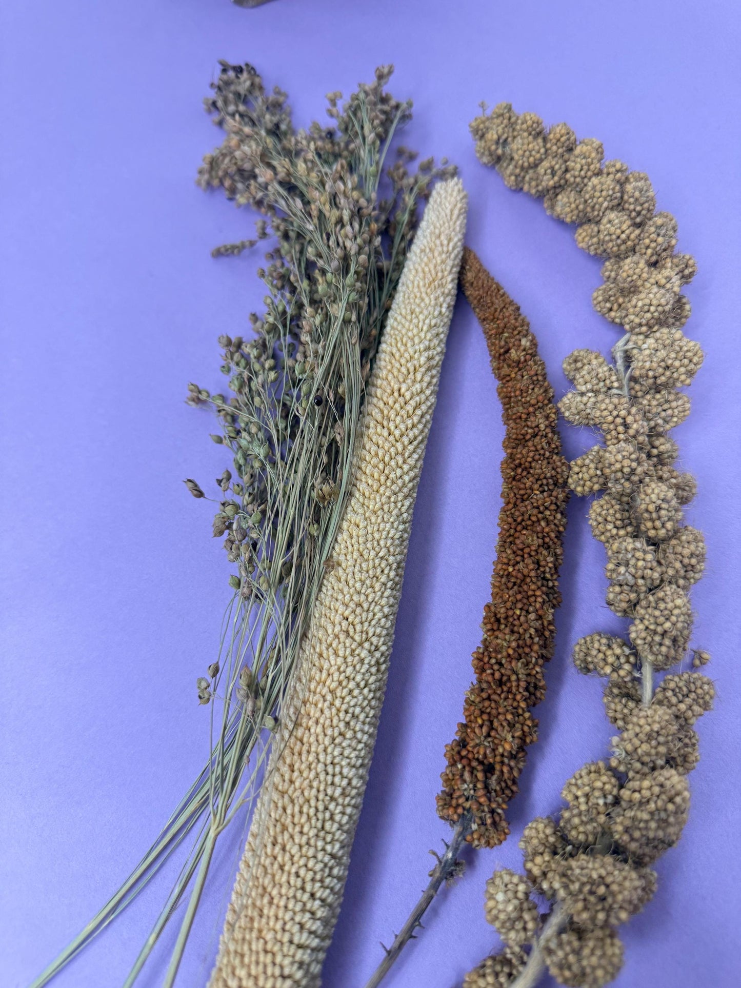 Millet Medley Sprays Hamster & Gerbil enrichment