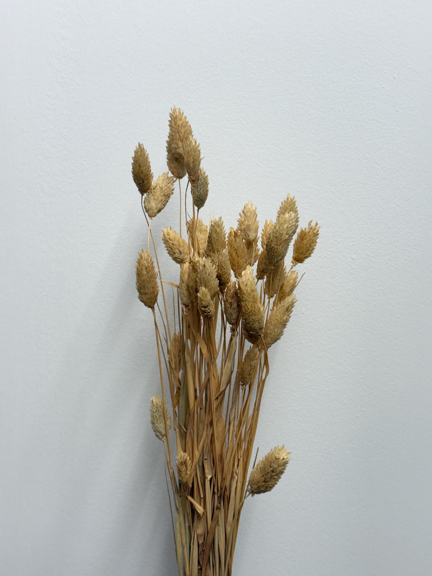 Organic Canary Grass Sprays For Hamsters