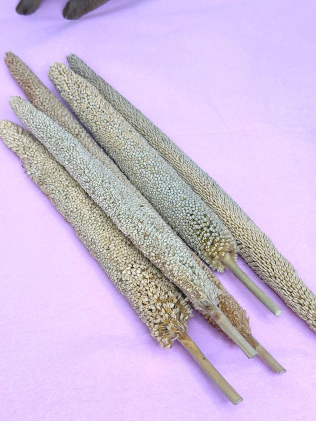 Pearl Millet Sprays For Small Animals